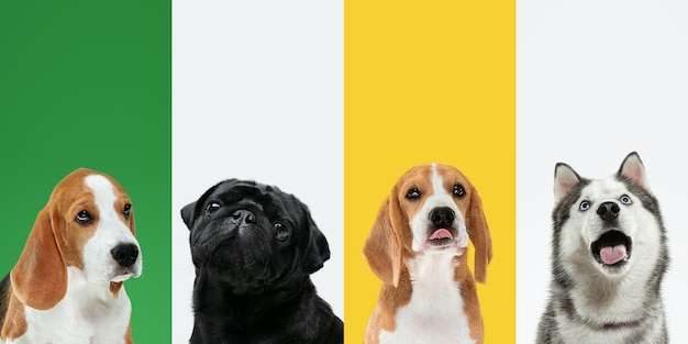 Smells tasty. Stylish adorable dogs posing. Cute doggies or pets happy. The different purebred puppies. Creative collage isolated on multicolored studio background. Front view. Different breeds.