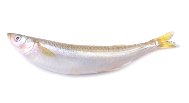 Smelt fish on white background