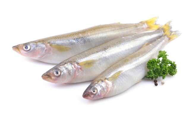 Smelt fish on white background