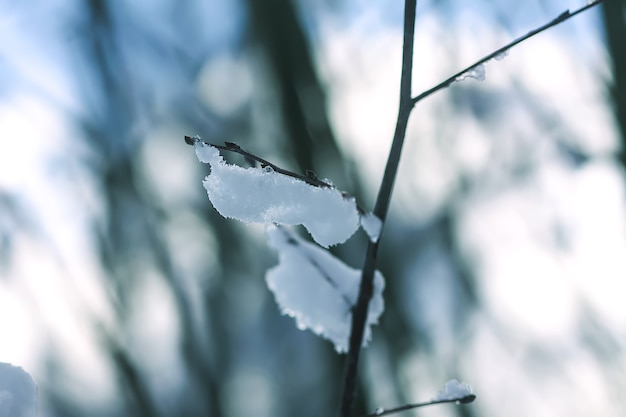 Smeltende sneeuw op bosboomtakken in zonnige winterdag.