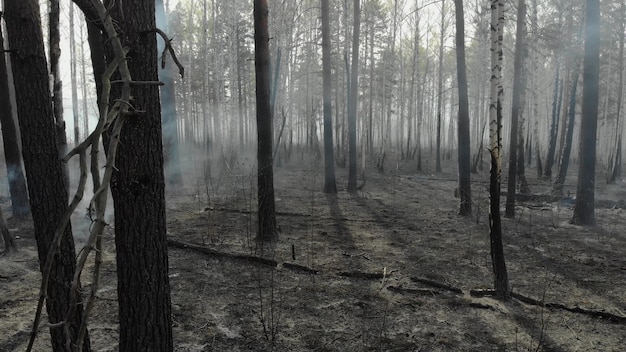 Smeulende hout in de tijd klein vuur in het bos.