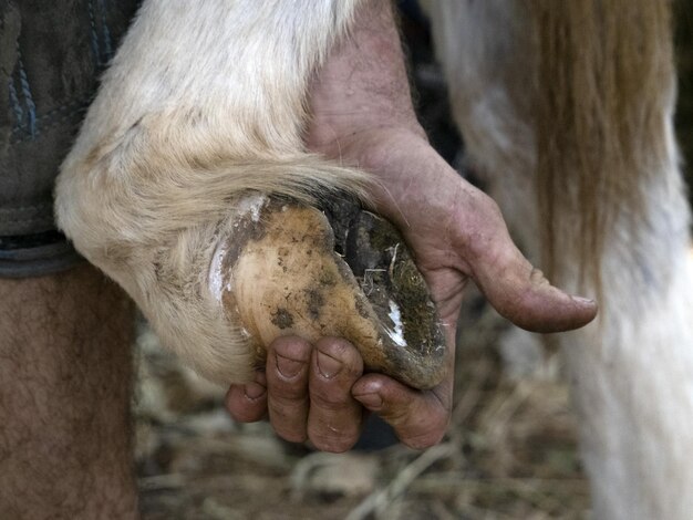 Foto smid die een ezel schoent en de hoef schoonmaakt