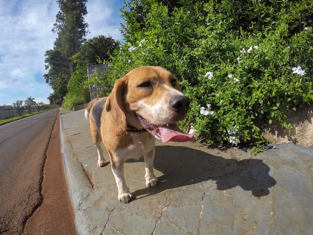 Smile beagle walking at the street Dog walk in a sunny day