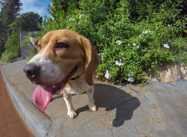 Smile beagle wandelen op straat Hondenwandeling op een zonnige dag