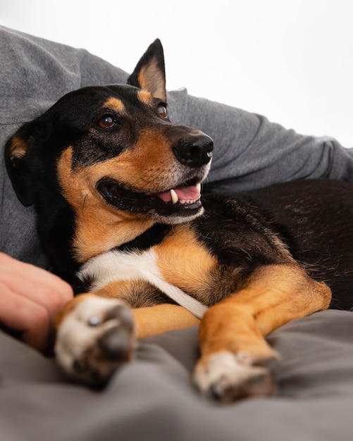 Foto cane di smiley che risiede nel letto