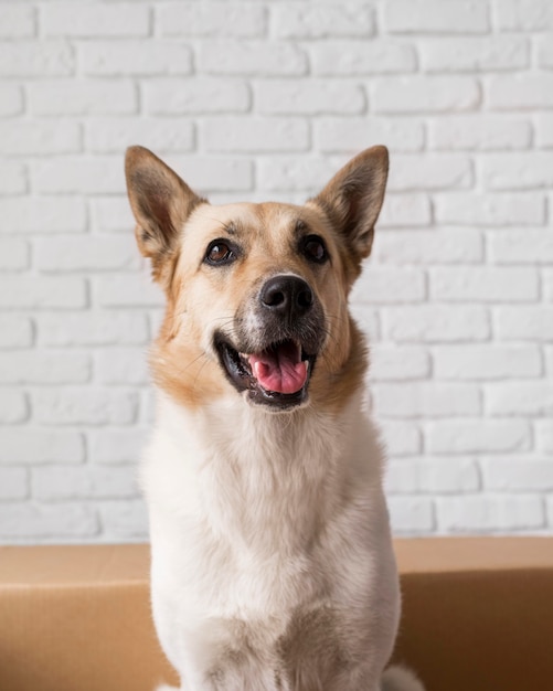 写真 屋内でポーズをとるスマイリー犬