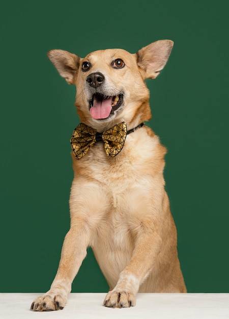 Photo smiley dog wearing bow tie with green background