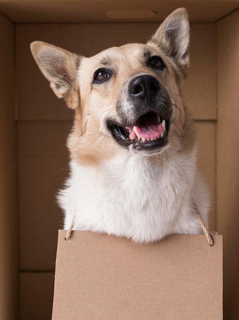 Smiley dog wearing cardboard banner