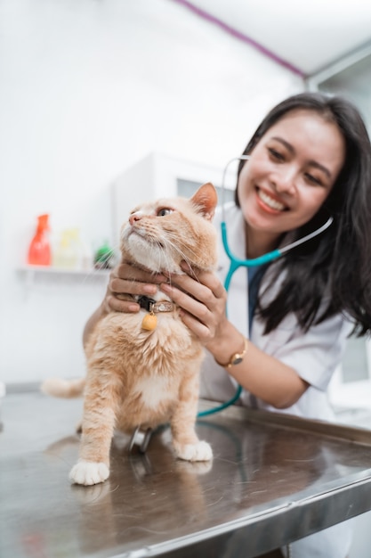 Veterinario asiatico sorridente che esamina un gatto sul tavolo chirurgico presso la clinica veterinaria