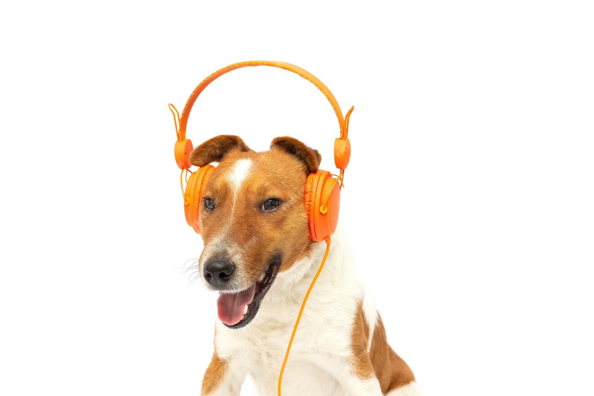 Premium Photo | Smiling brown and white fox terrier dog listening to music in orange headphones on white background Premium Photo | Smiling brown and white fox terrier dog listening to music in orange headphones on white background