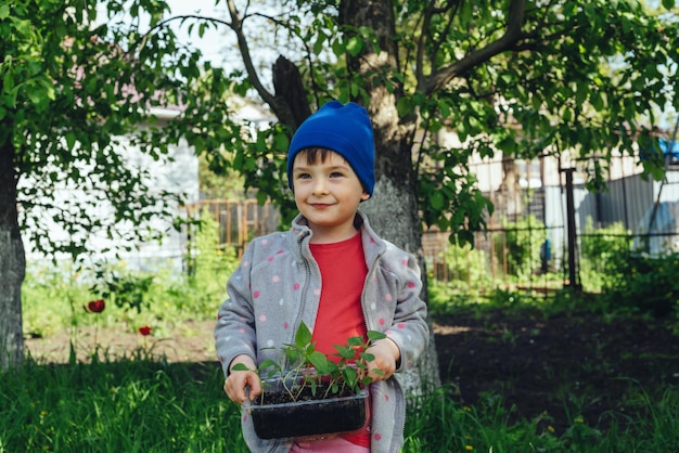 Photo smiling child holding bell pepper seedlings in hands happy girl helps family in vegetable garden