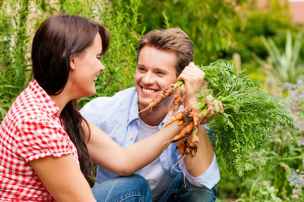 Smiling couple harvesting carrots