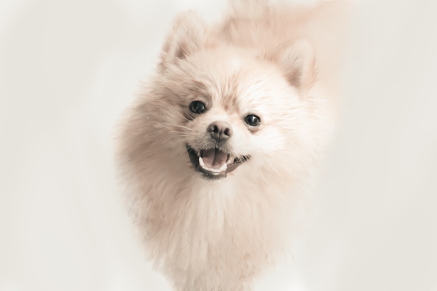 Foto cucciolo pomeranian crema sorridente isolato sui precedenti bianchi