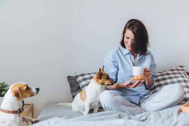 Smiling delightful brunette female in pyjamas has breakfast in bed tastes delicious croissant with tea looks happily at her pet who asks to eat Pretty young woman in pyjamas rests in bedroom