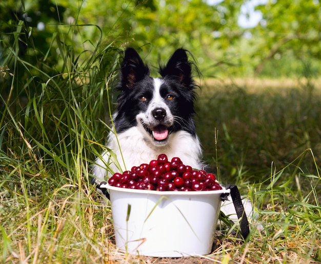 さくらんぼのバケツ近くの草の上に横たわる犬種ボーダーコリーの笑みを浮かべてください。