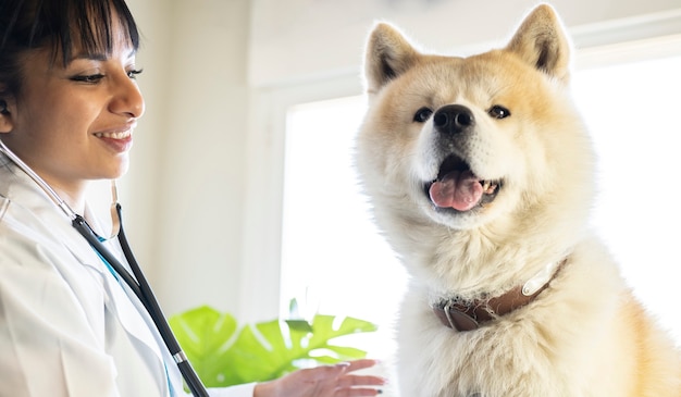 明るい獣医の笑顔の犬