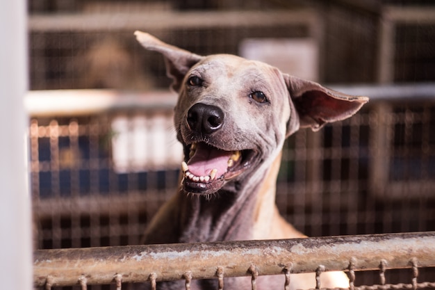 Photo smiling dog in a cage