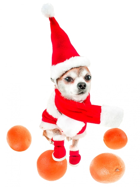 Smiling dog chihuahua in santa claus costume with oranges isolated on white. 