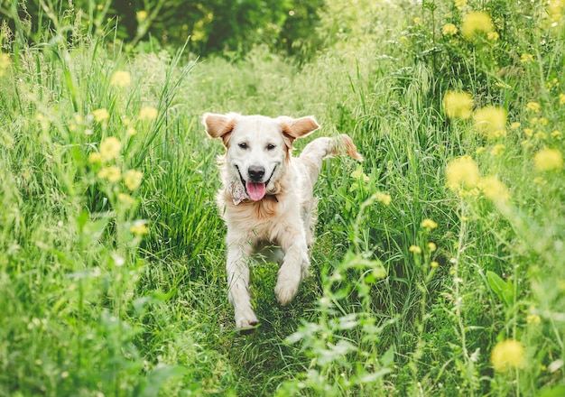 咲く緑の中を自然に走る笑顔の犬