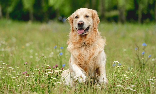 写真 自然の上を走っている笑顔の犬