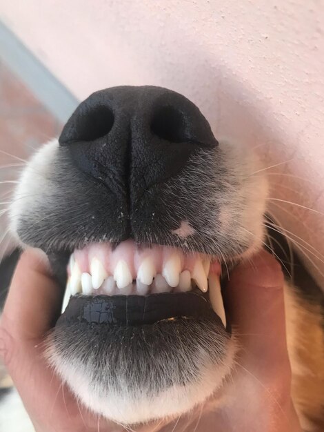 Photo smiling dog teeth