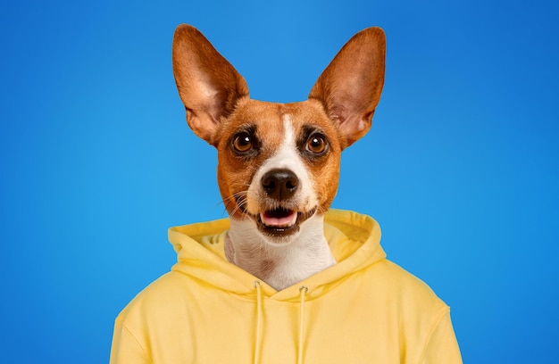 smiling dog wearing a yellow hoodie against a blue background