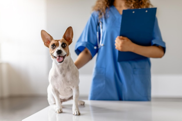 Улыбающаяся собака с ветеринаром в синей форме с бумажкой