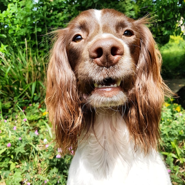 Photo smiling dog