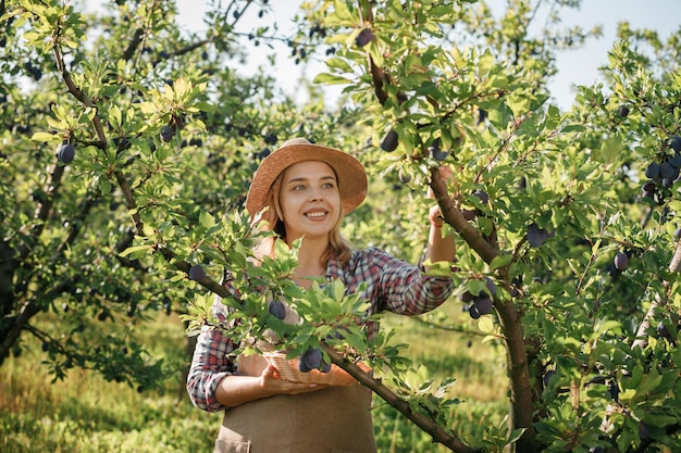 Smiling female farmer worker crop picking fresh ripe plums in orchard garden during autumn harvest Harvesting time