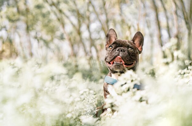 Foto cane bulldog francese sorridente seduto in un prato con fiori bianchi in primavera