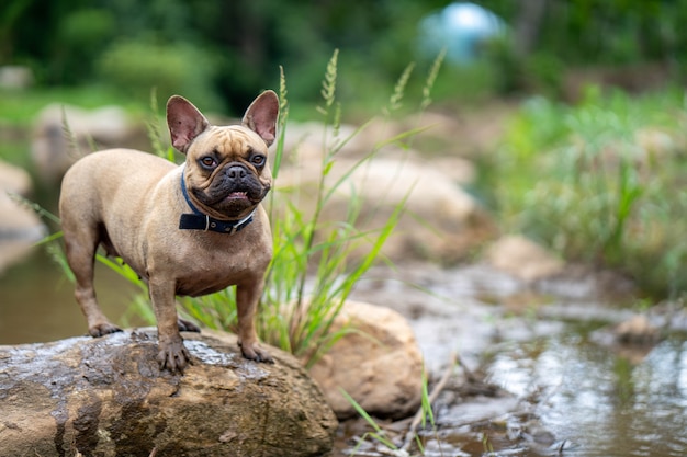 Bulldog francese sorridente nel paesaggio naturale