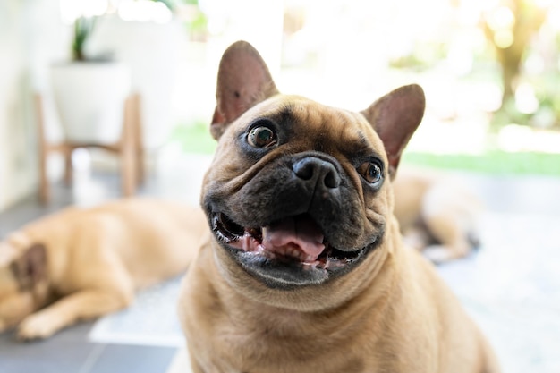 Bulldog francese sorridente che si siede all'aperto.