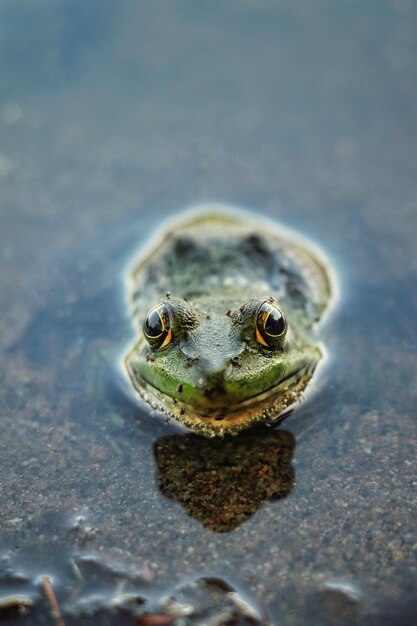 Photo smiling frog