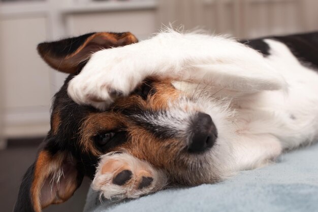 Smiling happy dog lying upside down on green grass holding pet toy in paws