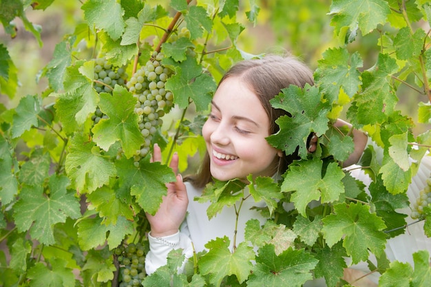 Smiling happy little kid girl eating ripe grapes on grapevine background child with harvest kid