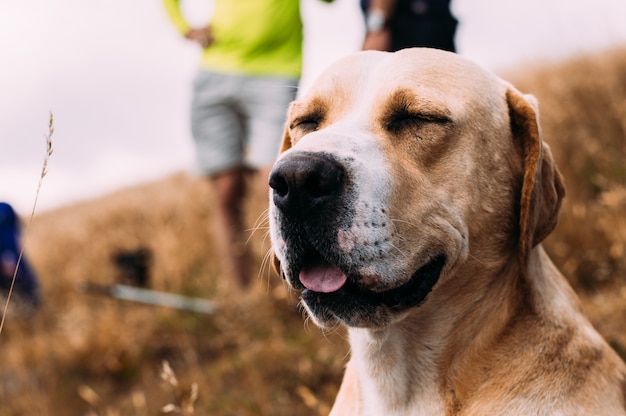 Smiling labrador dog