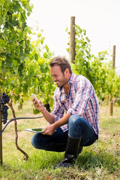 Улыбающийся человек с помощью телефона, держа планшет на винограднике