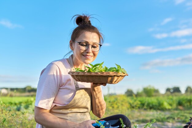 新鮮なスパイシーなハーブ、収穫バジル、夏野菜の庭の背景を持つエプロンで笑顔の成熟した女性。成長する天然有機ハーブ、庭の趣味とレジャー、健康食品のコンセプト