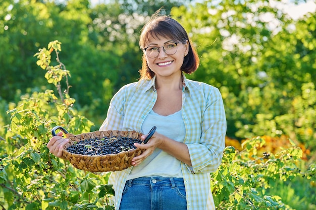 Smiling middle aged woman holding a basket of ripe blackcurrants Harvesting currants in garden Growing healthy organic berries summer season farm farming vitamin food concept