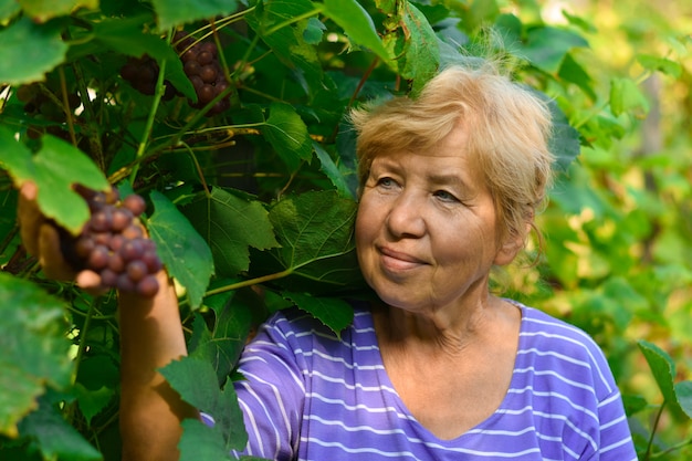 A smiling old woman harvesting grapes from a bush