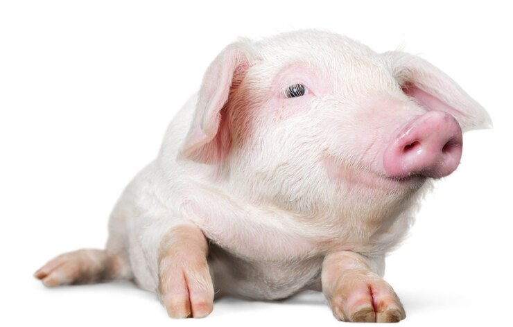 Photo smiling piglet laying down - isolated image