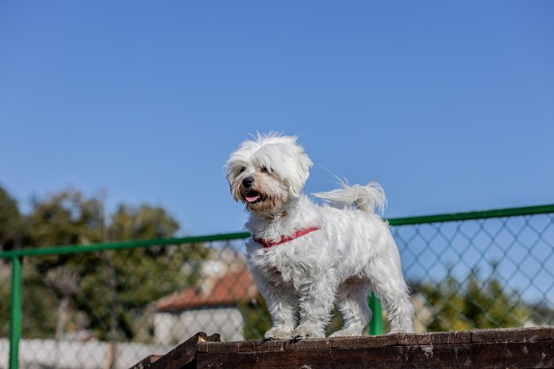 公園の椅子に座って笑顔のプードル犬