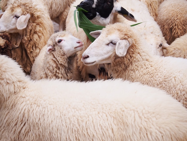 Smiling sheep in flock at livestock farm.