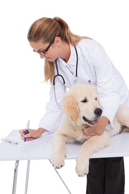 Smiling vet checking a puppy 