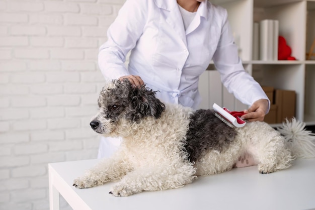 Smiling vet examining and brushing mixed breed dog