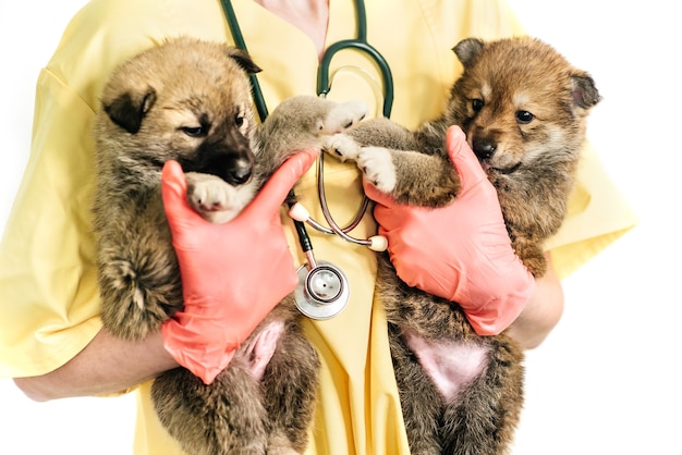 Smiling vet and puppy in clinic isolated on white background