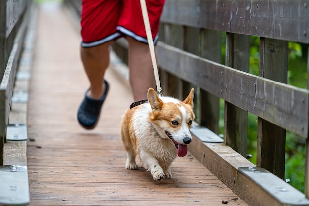 A smiling Welsh corgi dog runs across a bridge with its owner on a rainy autumn day