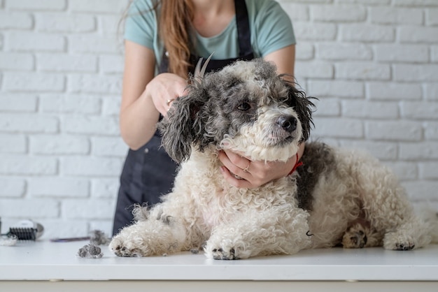 Smiling woman grooming bichon frise dog in salon