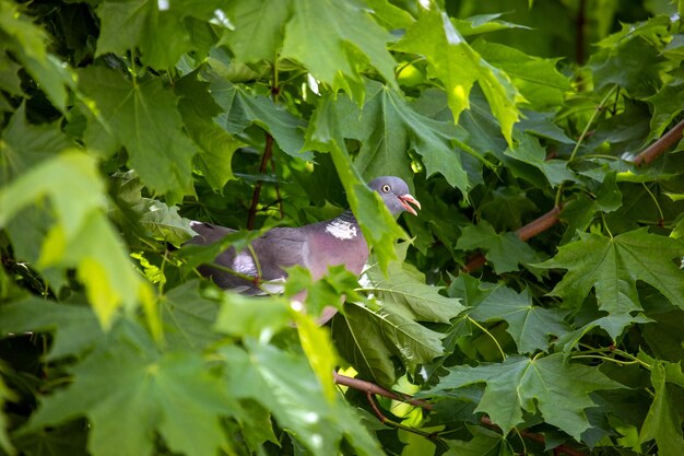 Photo smiling wood pigeon in the depths of a tree crown against the background of green maple leaves