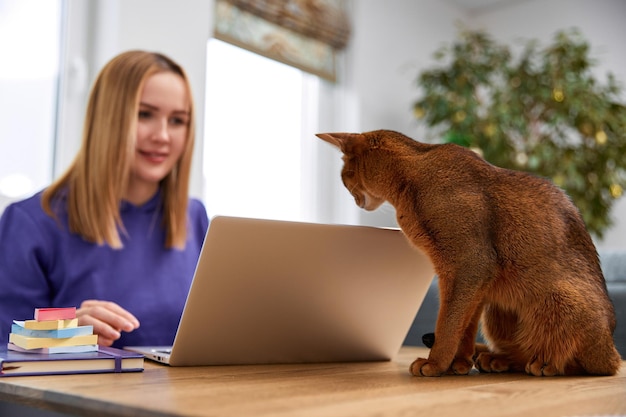 Smiling young adult woman in violet hoodie with abyssinian cat using laptop work from home concept